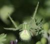 Heriaeus hirtus